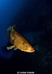 Hanging out with a friendly Nassau Grouper in Little Cayman. by Larissa Roorda 